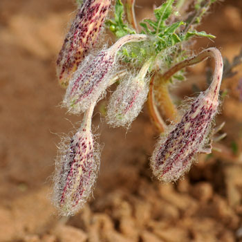 Oenothera deltoides, Dune Evening Primrose